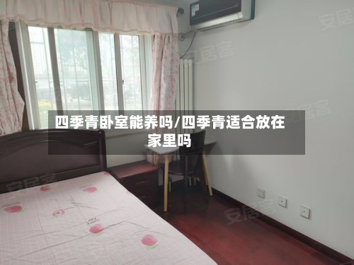 四季青卧室能养吗/四季青适合放在家里吗-第2张图片